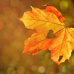 Western Premier Grand Russischer Hof فايمر